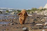 BASSET FAUVE DE BRETAGNE 072